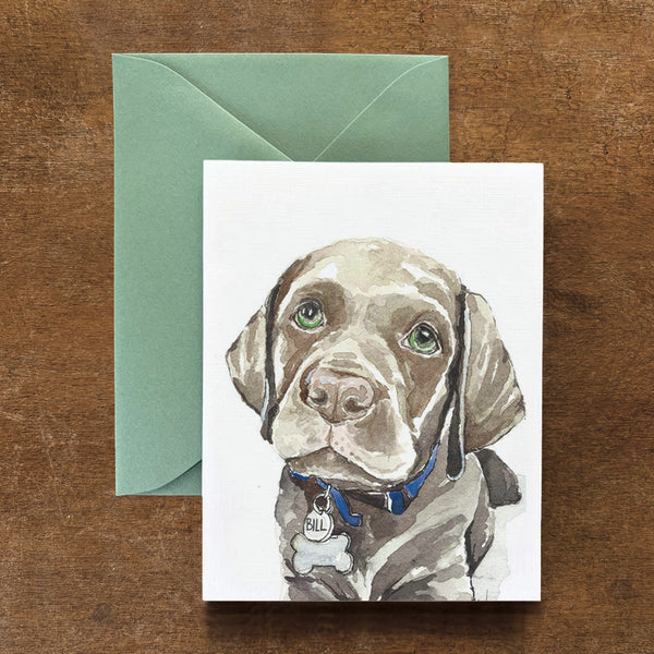 Bill the Chocolate Lab