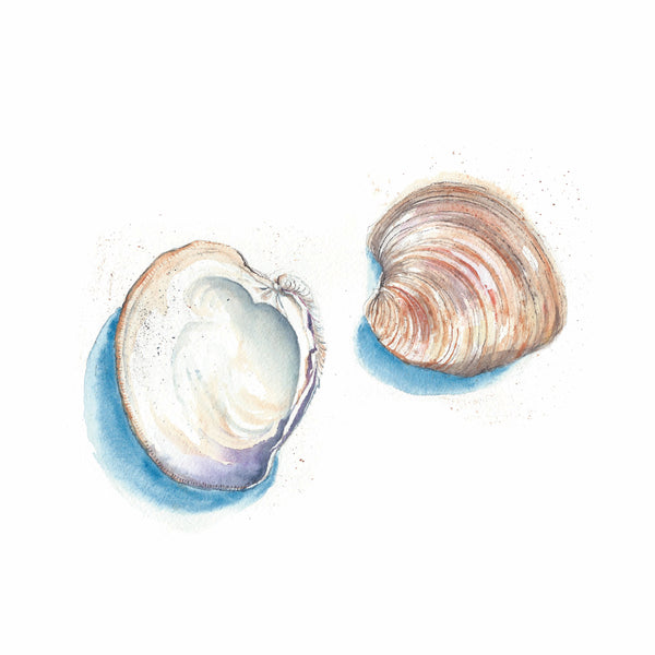 Quahog Clam Watercolor Print