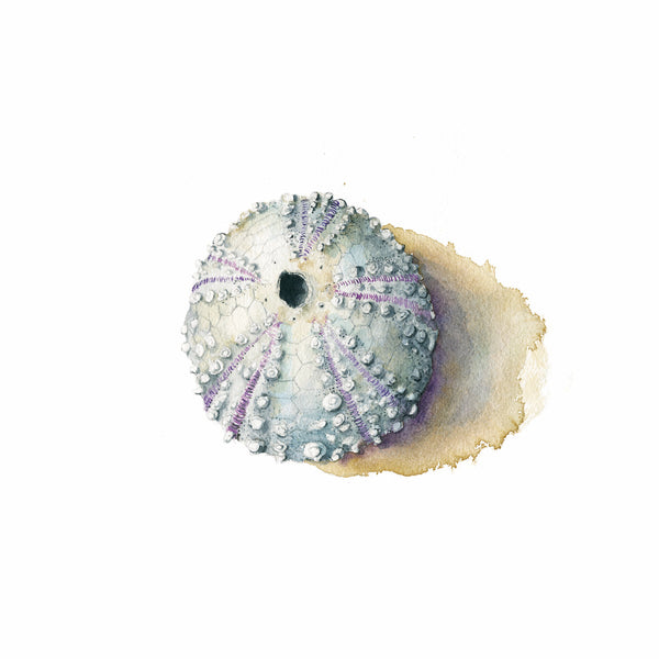 Sea Urchin Test Watercolor Print