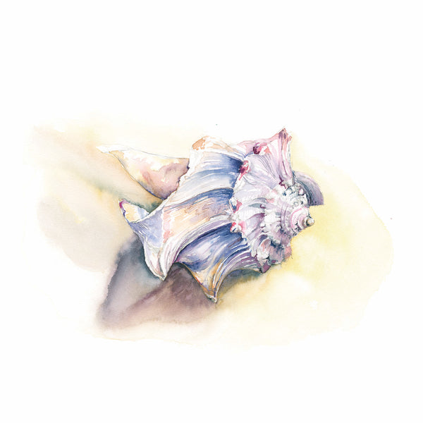 Whelk Shell Watercolor Print