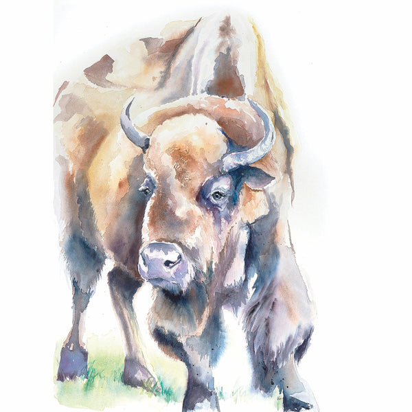 American Bison Watercolor Print