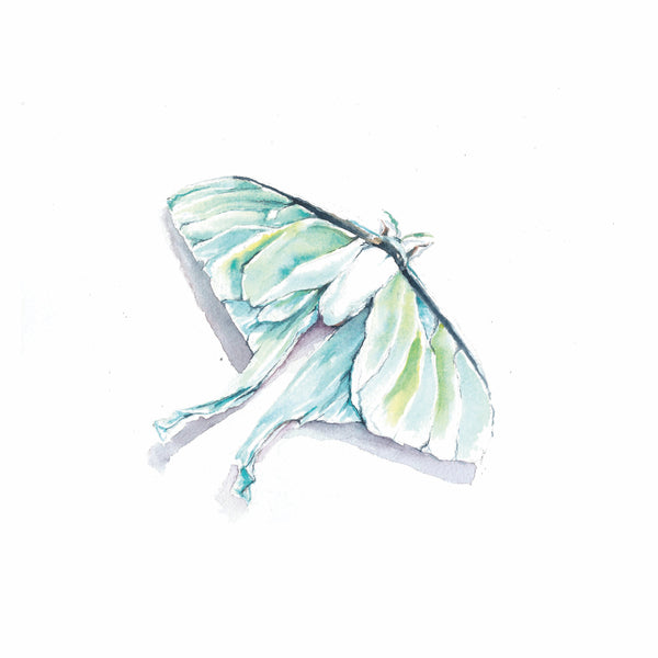 Luna Moth Watercolor Print