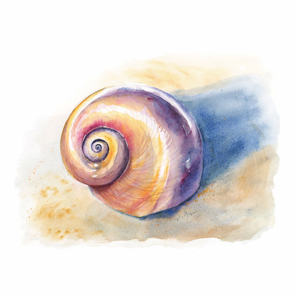 Moon Snail Watercolor Print
