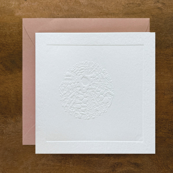 Paintable Sea Urchin Card