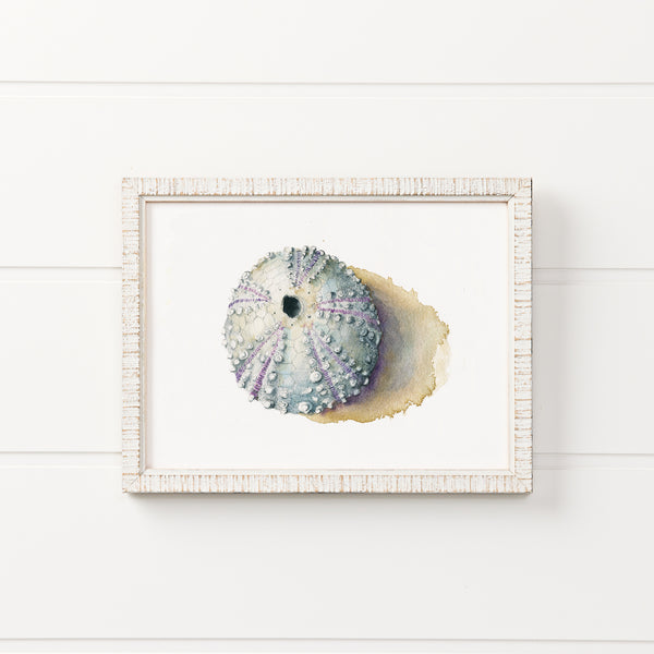 Sea Urchin Test Watercolor Print