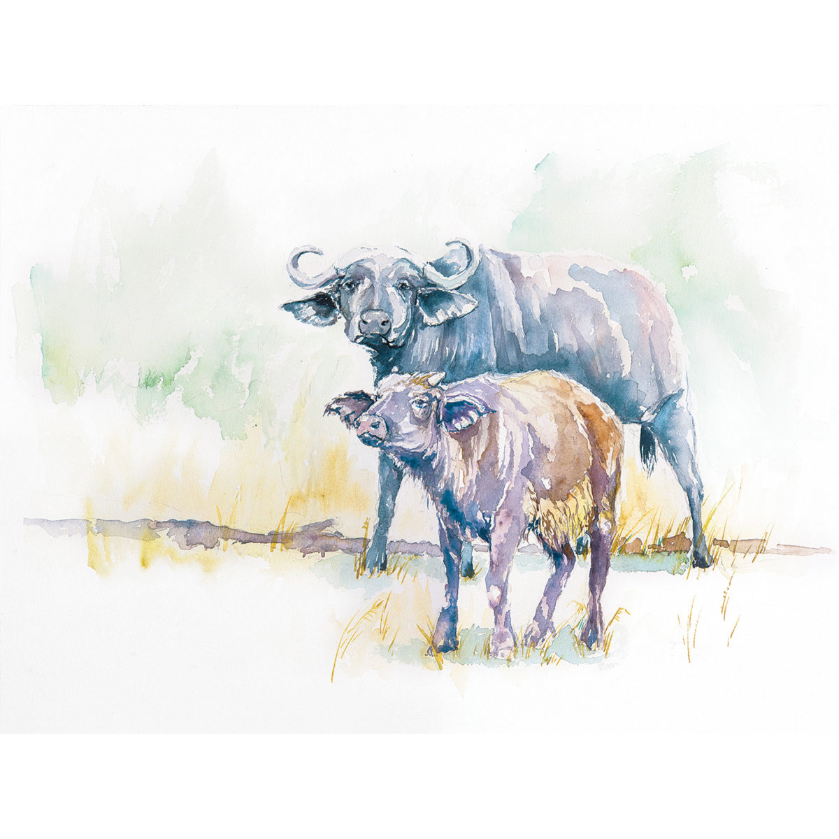 Watercolor of African buffalo