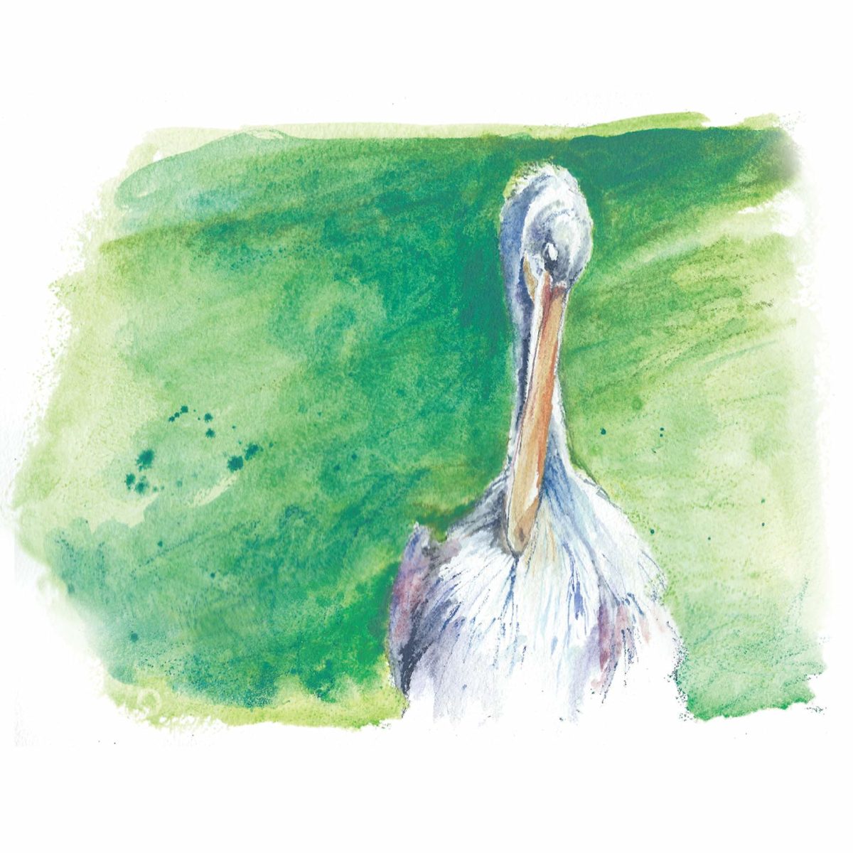 Watercolor of pink-backed pelican