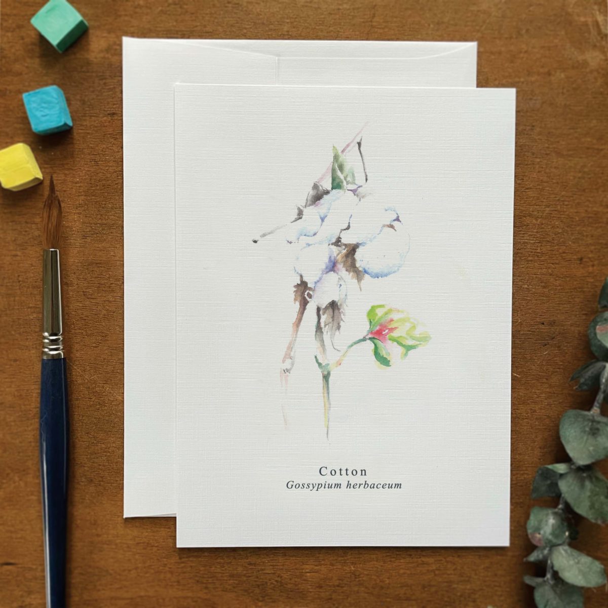 A2 greeting card of a Cotton plant