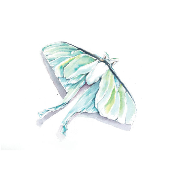 Watercolor of a Luna Moth