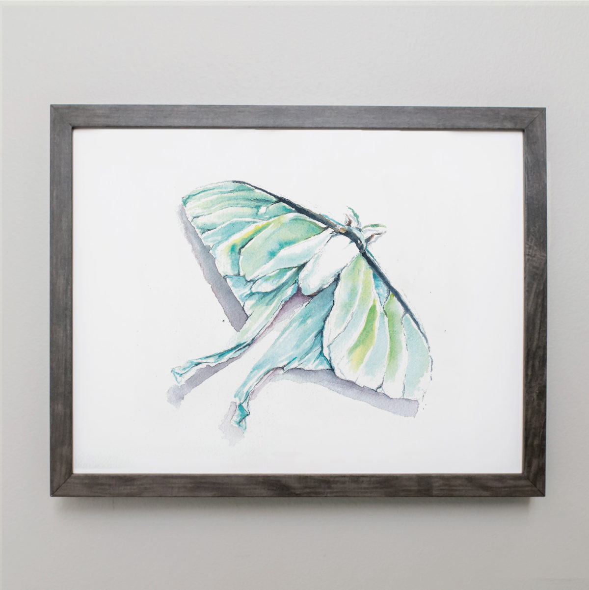 Watercolor of a Luna Moth in gray frame