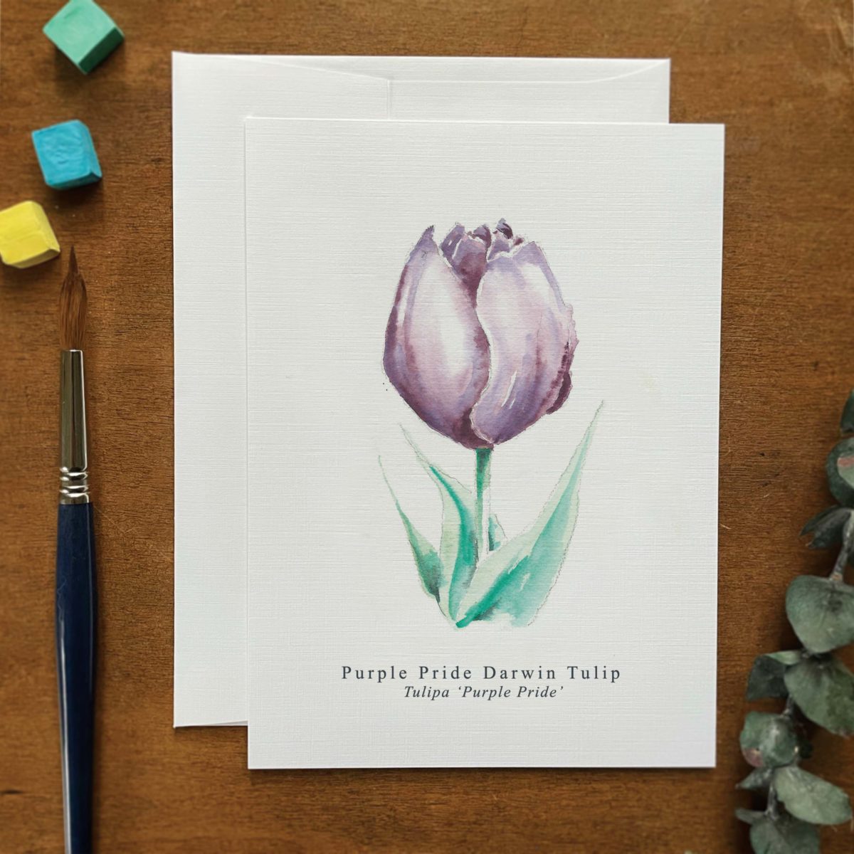 A2 greeting card of a Purple Pride Darwin Tulip