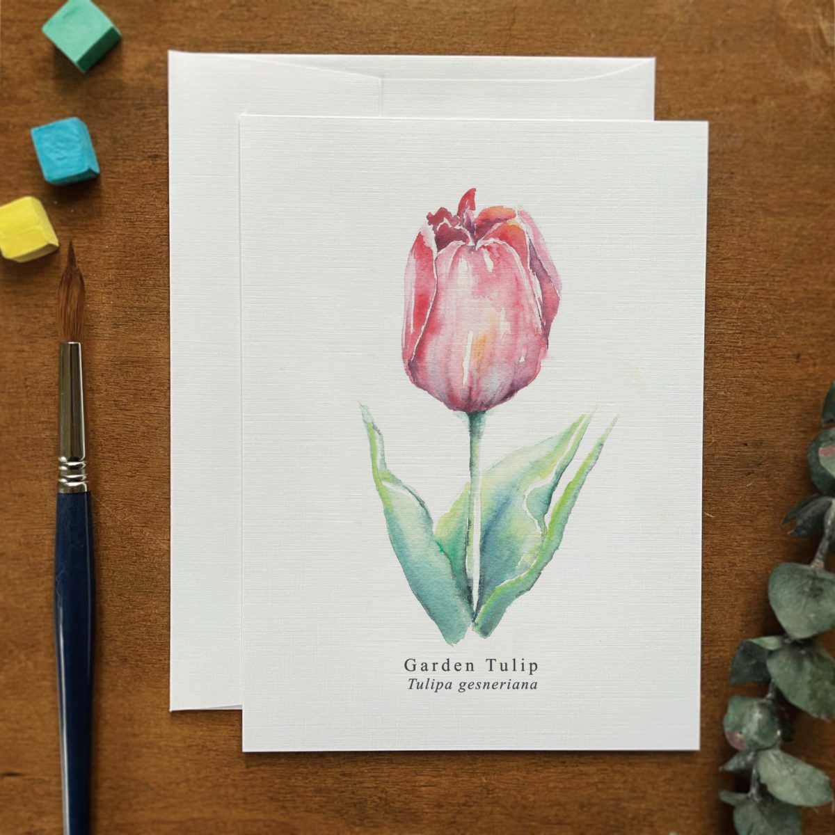 A2 greeting card of a Garden Tulip