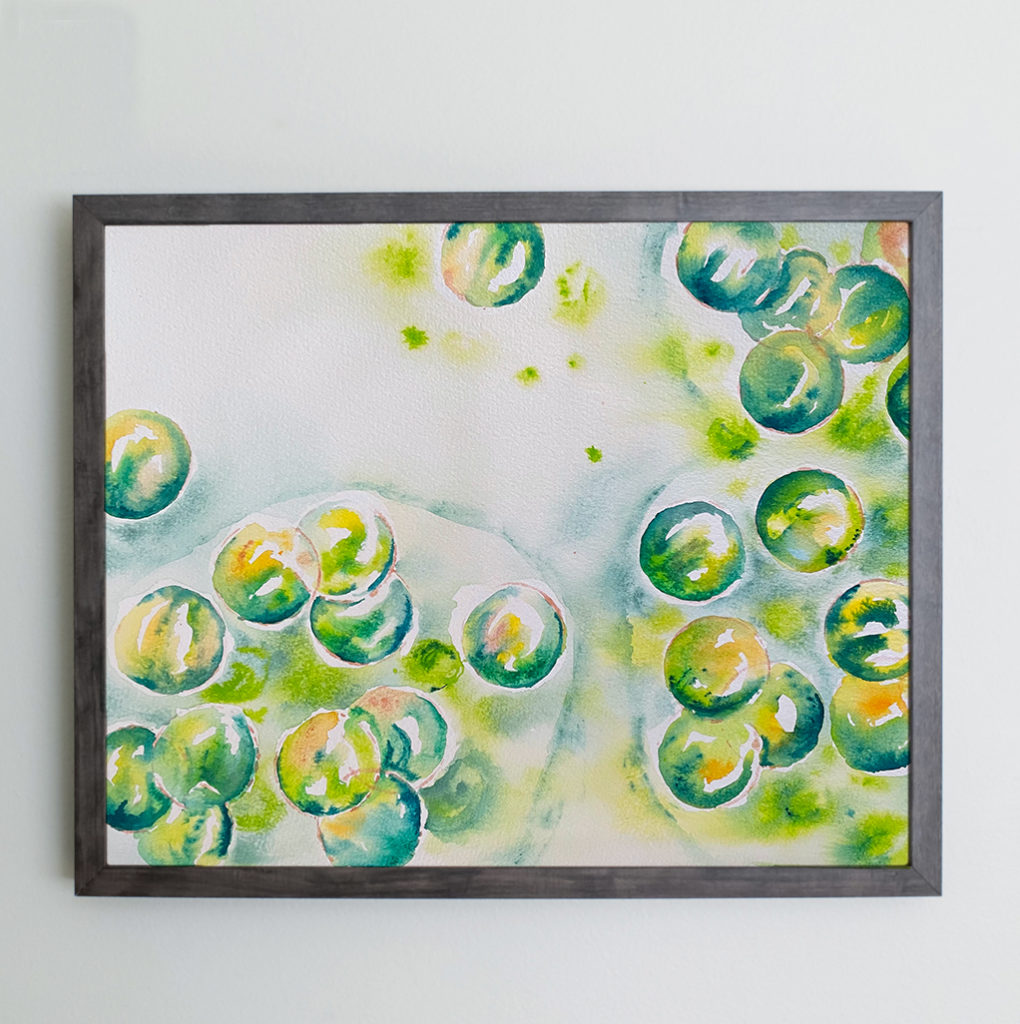 Watercolor of Cyanobacteria in a gray frame