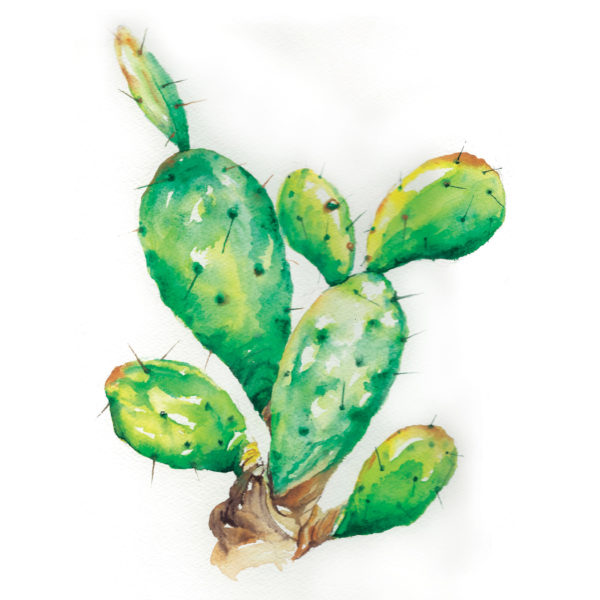 Watercolor of prickly pear cactus