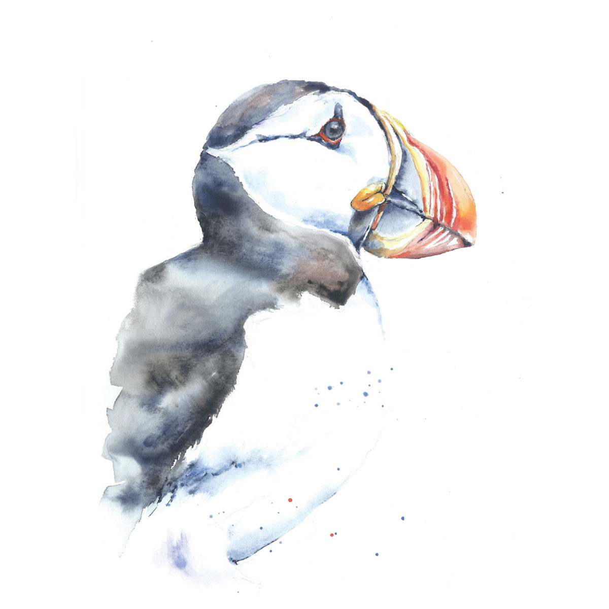 Watercolor of a puffin
