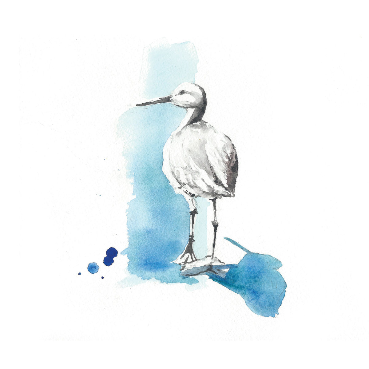 Watercolor of a Willet
