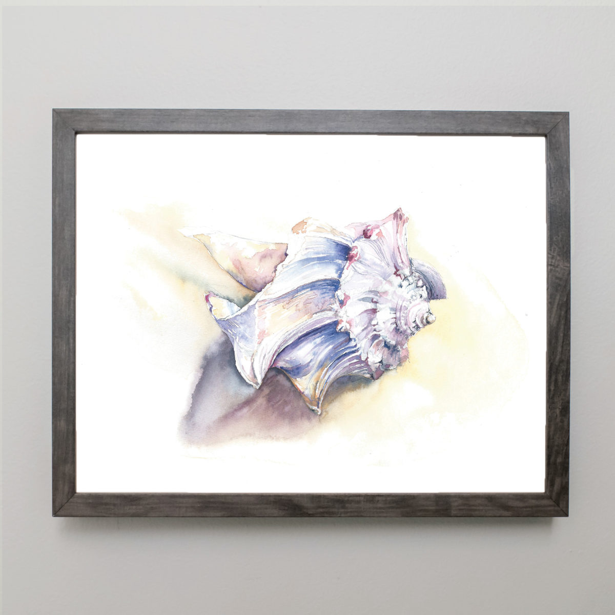 Watercolor of a beauty Whelk shell in gray frame