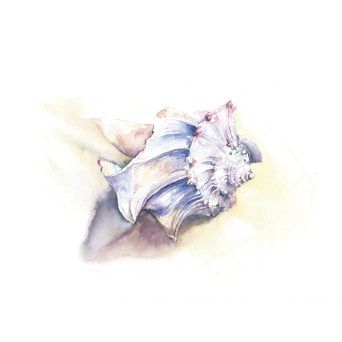 Watercolor of a beauty Whelk shell