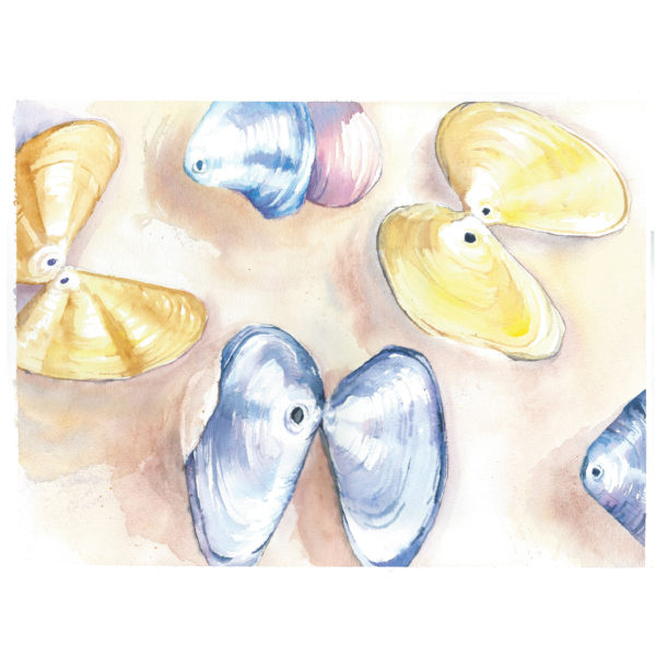 Watercolor of yellow and purple butterfly shells