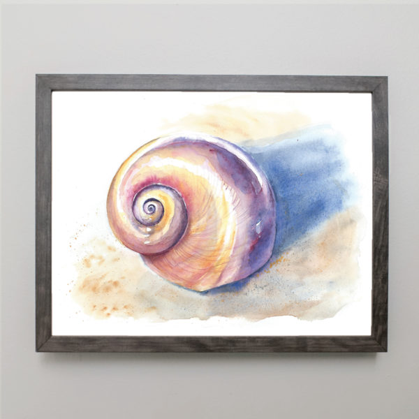Watercolor of a moon snail shell in gray frame