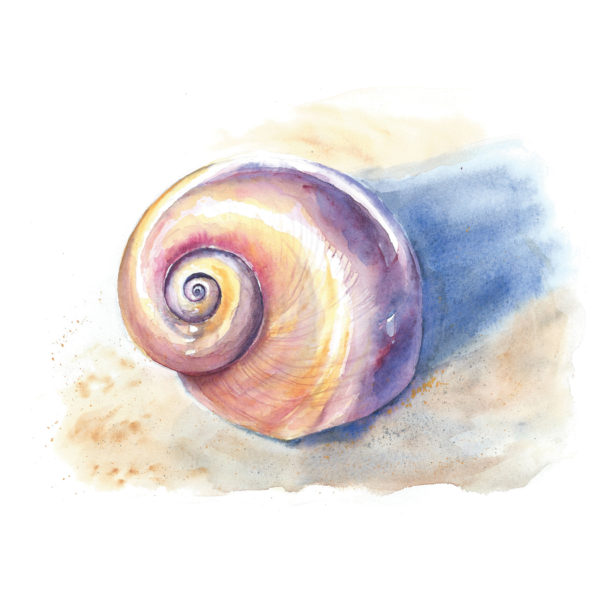 Watercolor of a moon snail shell