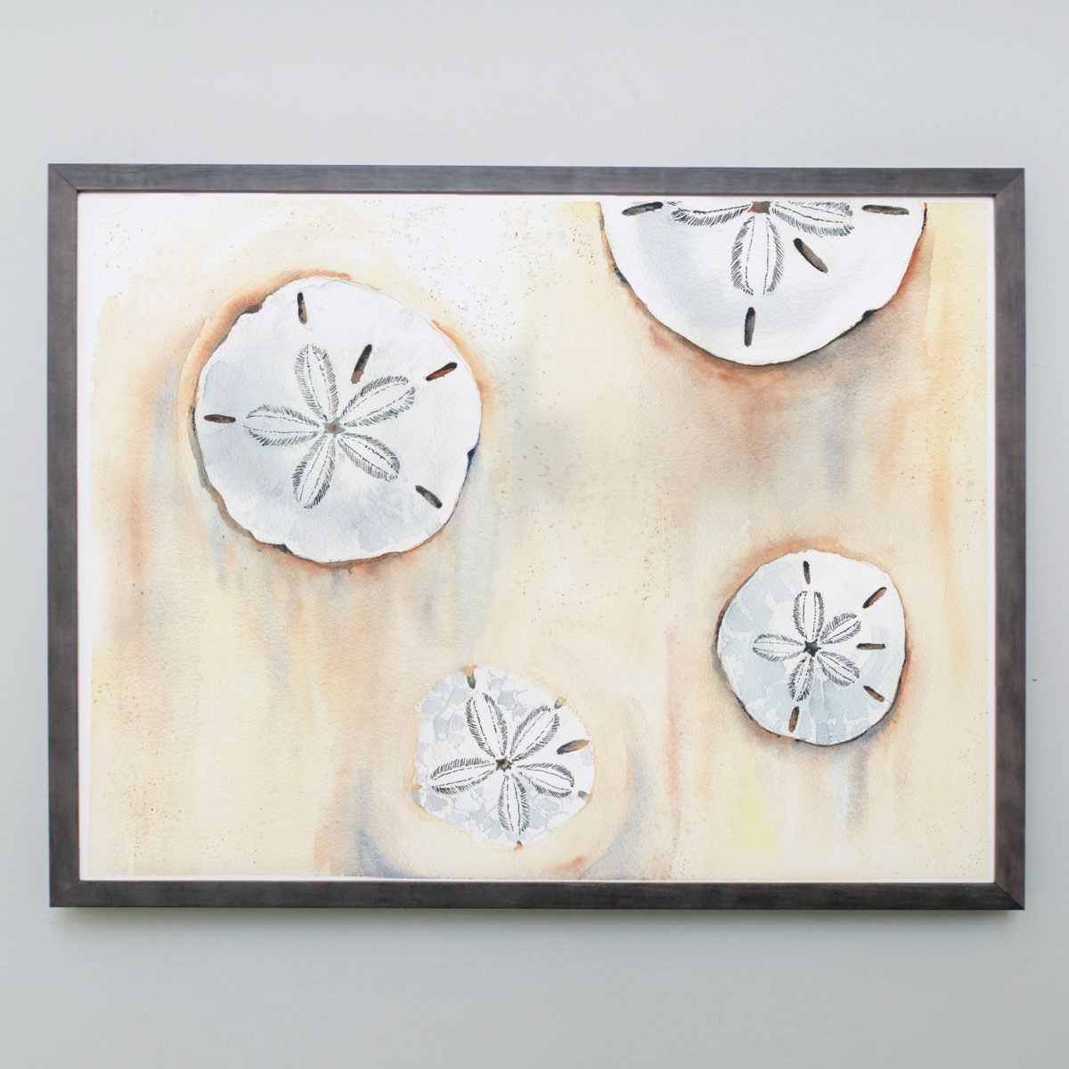 Watercolor of sand dollars in a gray frame